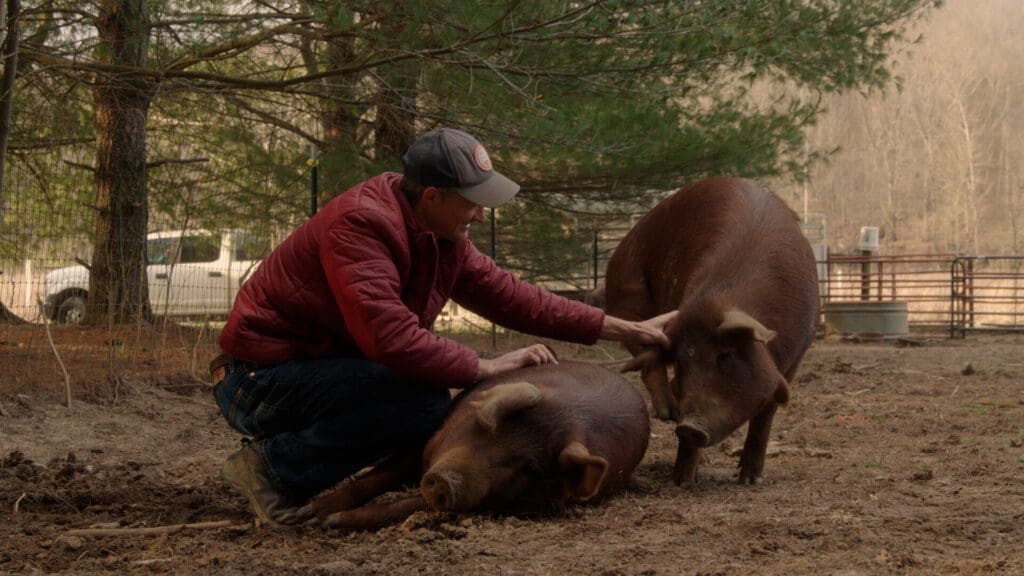 Photo 3 Willie_and_Pigs